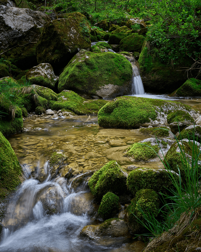 A green water spring in the middle of the forest