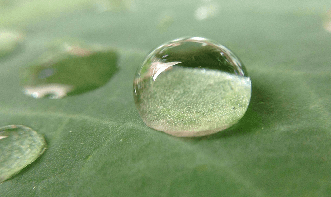 a leaf with a water dropplet on it